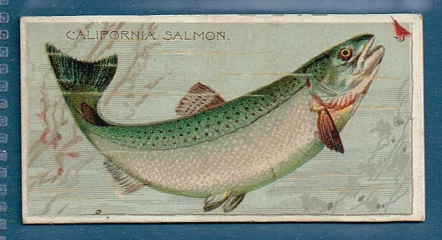N74 Duke tobacco cigarette card Fishers and Fish Cal. Salmon (without girl) Ex