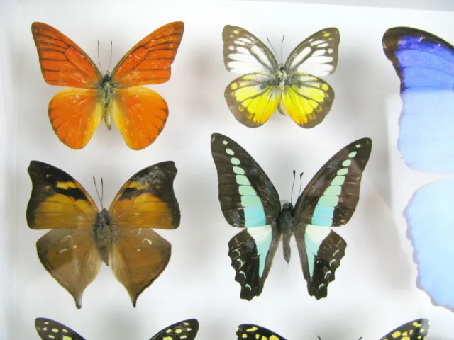 24 papillons exotiques réel - une beauté unique - taxydermi Naturalise in 3D 02 3