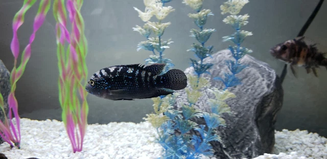 Jack Dempsey Cichlid Freshwater Aquarium Fish 3