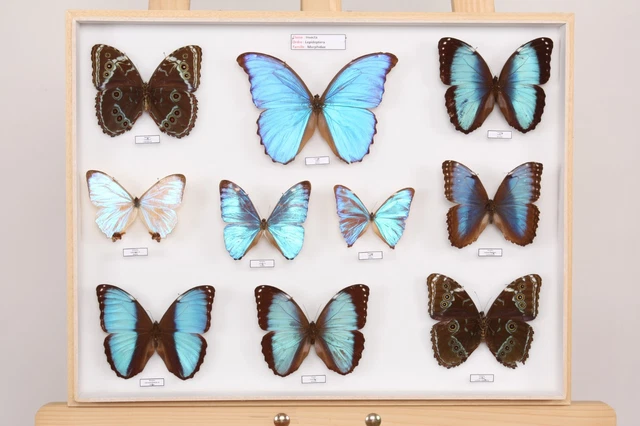 ENTOMOLOGIE COLLECTION MUSÉUM des insectes du monde Lot N°15 ...