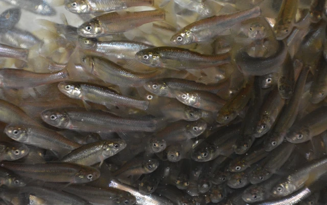 1000 approx. fish count 1 1/2" Live Fathead Minnows (4 lbs)