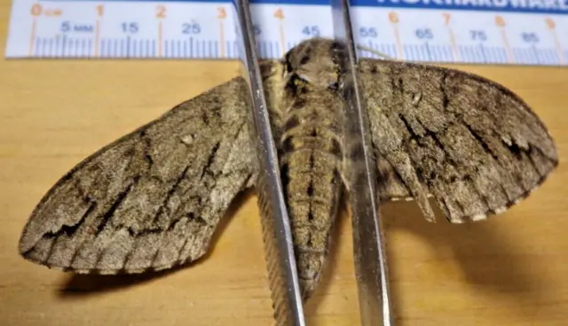 Waved Sphinx Moth Ceratomia undulosa Sphingidae Lepidoptera Southeast Texas C212