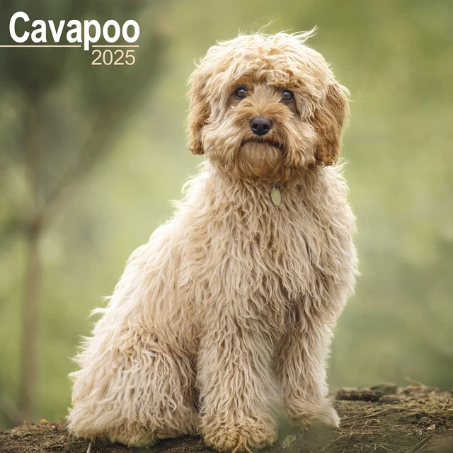 Dog Breed Calendar 2025 Usa Tish Adriane