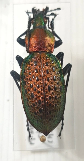 Carabus Coptolabrus smaragdinus Henan Chine