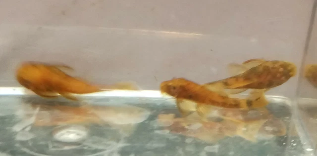 3 SUPER RED CALICO Ancistrus Bristlenose Rare Pleco Bushynose Plecostomus Fish 4