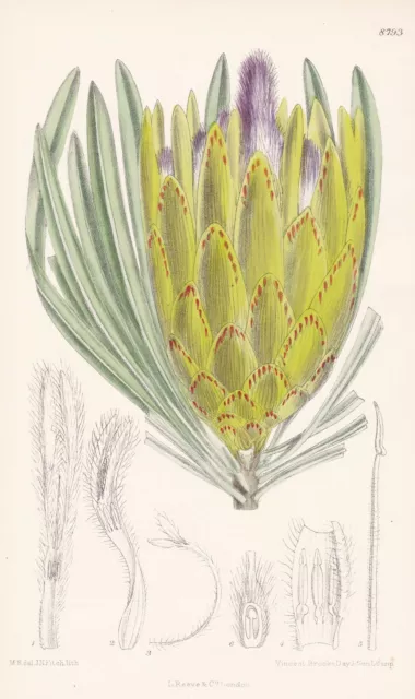 Protea longifolia South Africa Blume flower Botanik Lithographie Curtis 8793