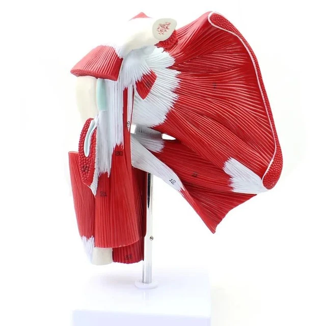Human Joint Anatomical Model Body Scientific Muscled Shoulder Joint With Muscle