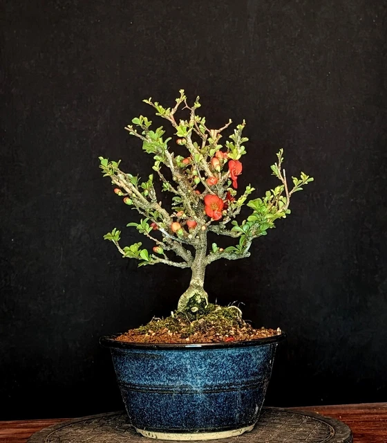 BONSAI JAPANISCHE ZIERQUITTE Chaenomeles Speciosa "Chojubai" Outdoor Blte  EUR 144,99 - PicClick DE