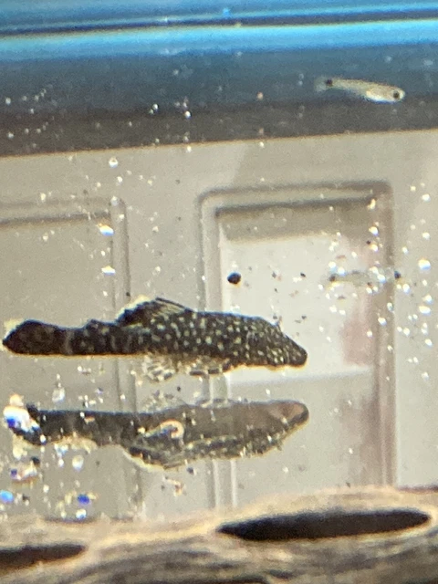 6 Pleco Brown Spotted /Calico Babies BristleNose 1 +Inch Long