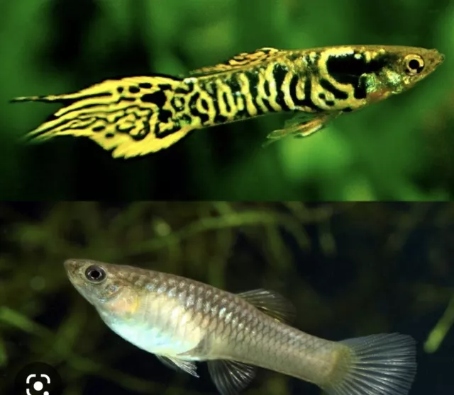 Yellow Tiger Endler TRIO. 1 Male/2 Female. freshwater tropical nano guppy. Yellow Tiger Endler TRIO. 1 Male/2 Female. freshwater tropical nano guppy.