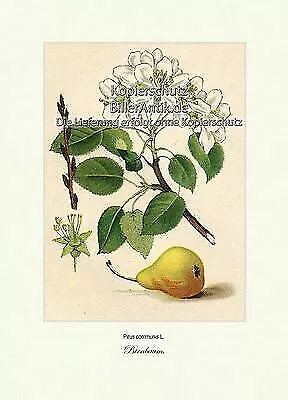 Birnbaum Pirus communis Rosenartige Kernobstgewächse Vilmorin A4 311