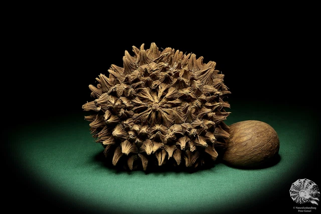 Phytelephas macrocarpa Sudamérica palma reciente frutos secos fruta seca decoración