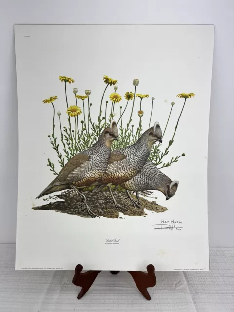 Ray Harm Limited Edition "Scaled Quail" Signed Print 20x16