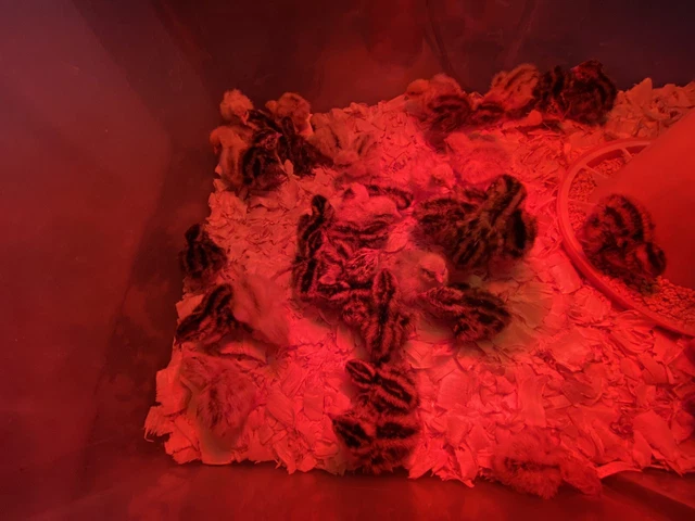 JUMBO PHARAOH COTURNIX Hatching Eggs And Jumbo Italian Quail Hatching