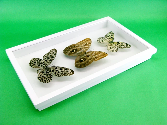 3 real beautiful and huge butterflies in the XXl showcase - single piece - 29 7