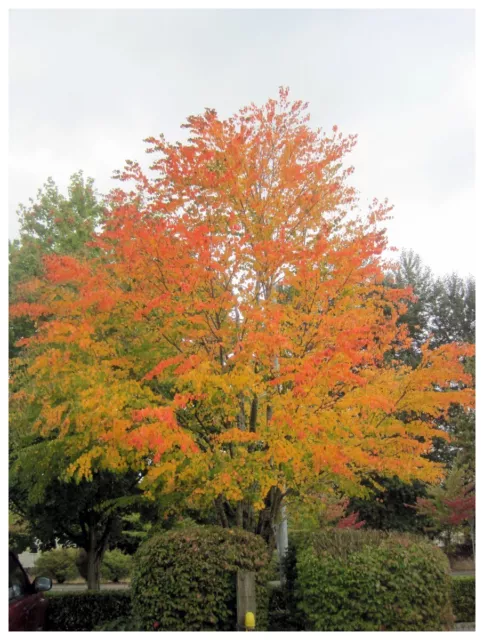 Cercidiphyllum japonicum - Katsura Tree, Plant in 12cm Pot