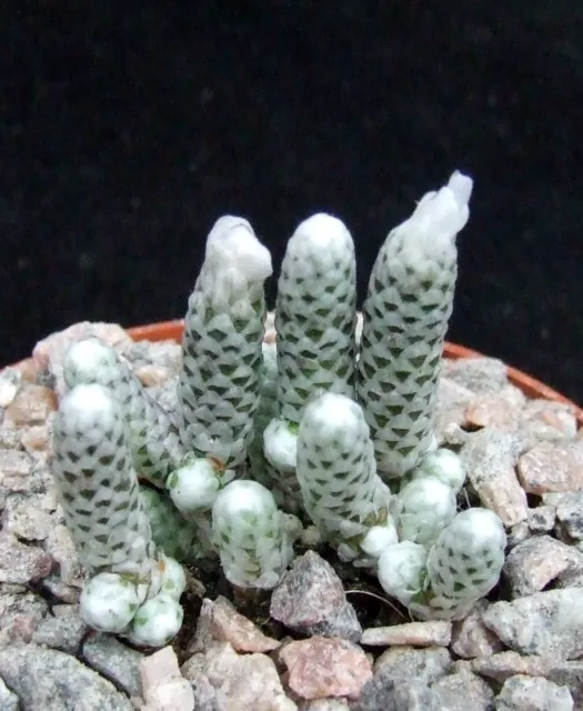 Anacampseros Papyracea choice 3.2cm miniature South African succulent / cactus