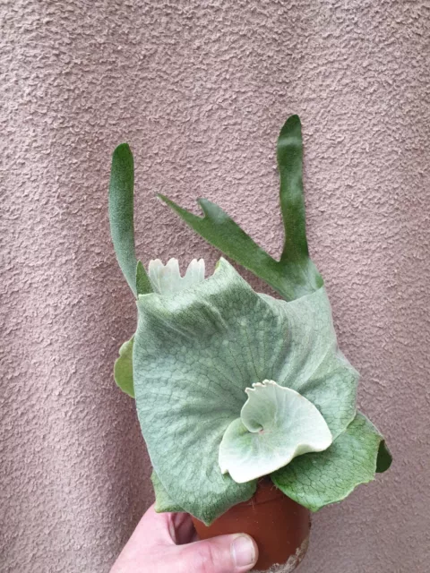 Platycerium superbum  plant ,in 12 cm pot