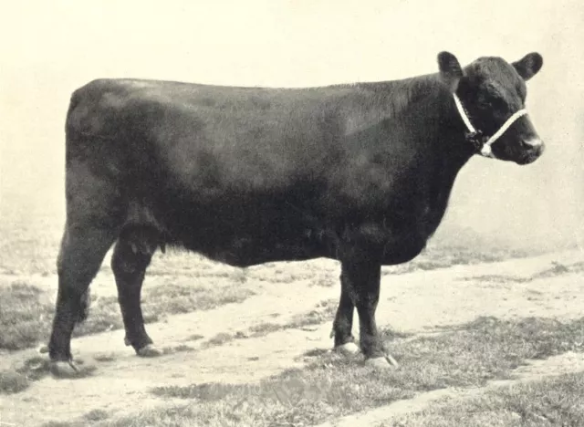 GALLOWAY COW. "Dora of Durhamhill" H&AS show prizewinner 1895-7 1912 old print