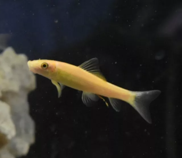 Live Gold Chinese Algae Eater (Pack of 3 Aquarium Fish) *PLS READ DESCR*
