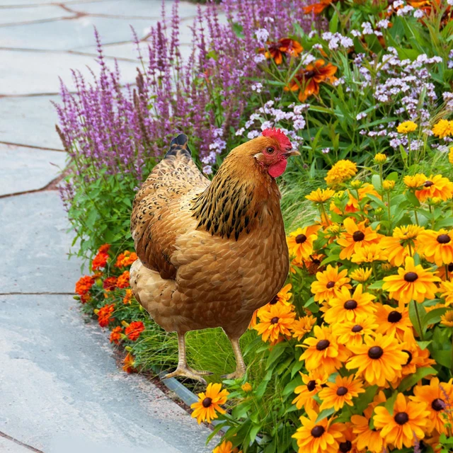 Garden Ornaments Sculptures Chicken Decorations Rooster Statues Yard Art Decor 3