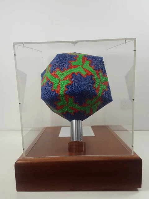 MODEL DISPLAY REPLICA of Rhinovirus - Common Cold Virus - A.T.O.M $778. ...