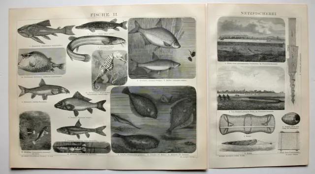 Fische, Fischarten, Netzfischerei - 3 Holzstiche - div. Darstellungen von 1885