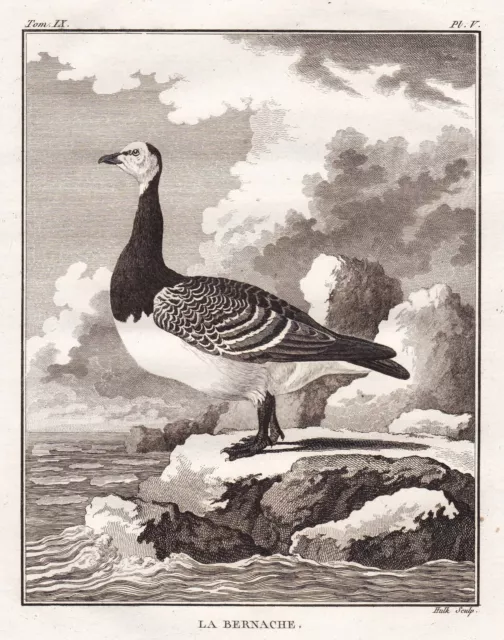 goose Gans geese bernache oie birds Vögel Kupferstich engraving Buffon 1780