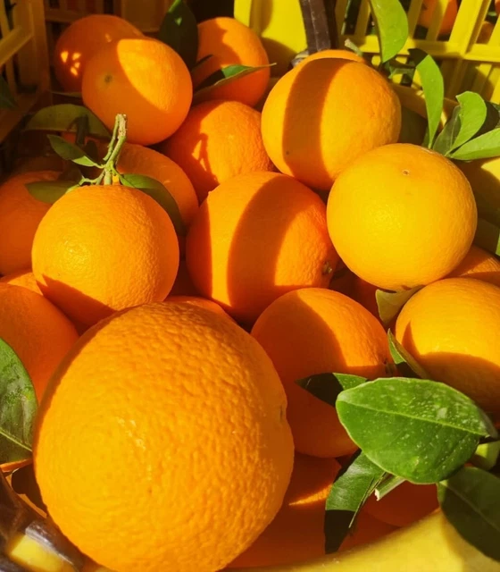 NAVEL ARANCE 18 KG NETTI NOVELLINO SPREMUTA e MARMELLATA DI SICILIA
