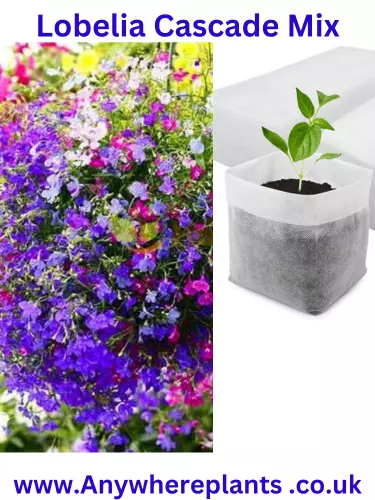 Lobelia Pendula Cascade Mix Seeds Kit x 2 Grow All Your Own Plants 02