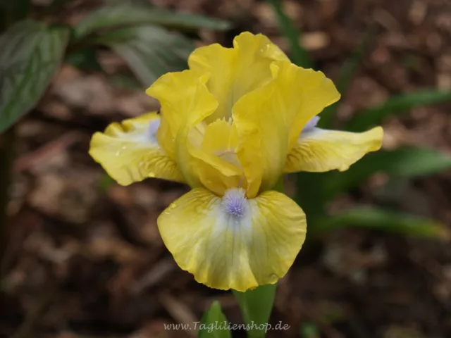 Zwerg-Schwertlilie / Iris " Spirited "