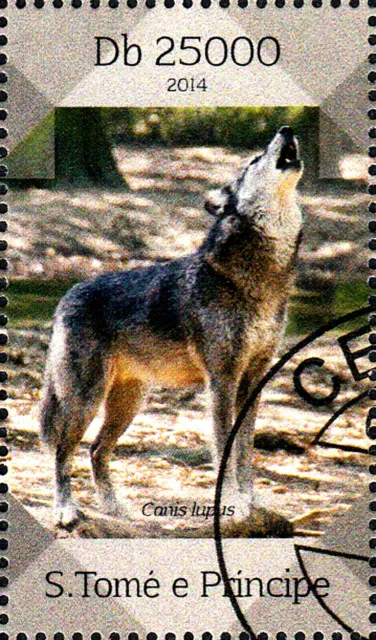 Sao Tome Tier Wildtier Raubtier Eurasischer Wolf Grauwolf Wild Hund Fauna / 301