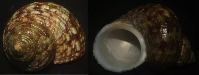 Tonyshells Seashells Turbo brunneus SUPERB 43mm F+++/gem, superb pattern and col