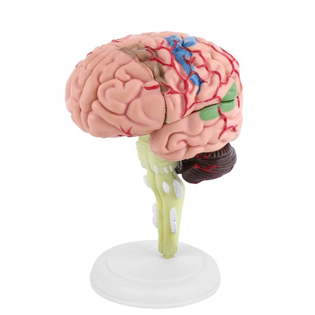 4D DISASSEMBLED ANATOMICAL Human Brain Model Anatomy Medical Teaching ...