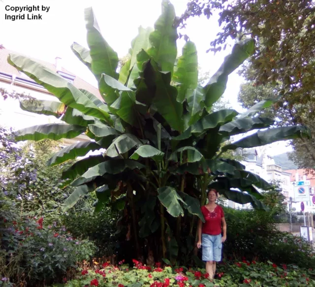 SAMEN Sagenhaft  eine riesengroße, winterharte Bananen-Palme für Ihren Garten