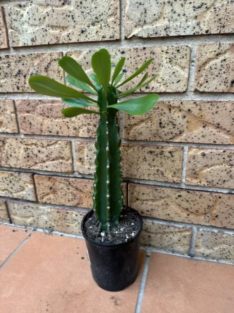 Euphorbia Undulatifolia in 120mm Pot. Plant is 30cm. Will Be Sent W/ Bare roots