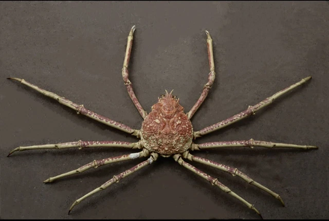 COMMISSION BOOKING , Pre Order Large Japanese Spider Crab Taxidermy £
