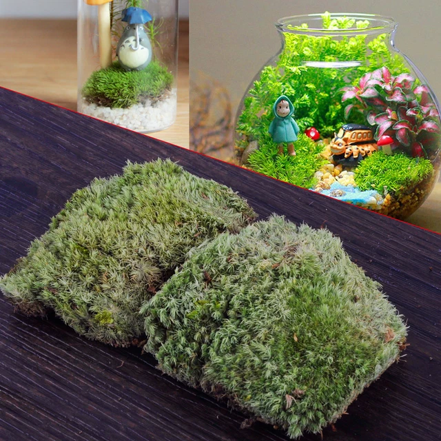 2X 10*8CM Naturaleza Seca Decoos Jardín Micropaisaje Miniatura Dry Moss NUEVO