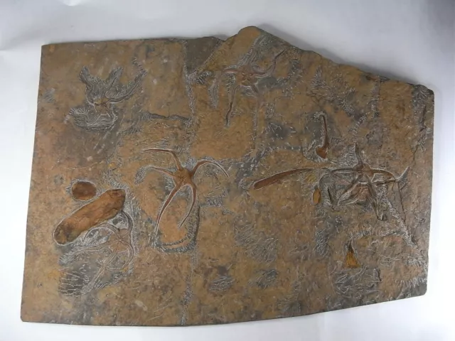 Riesige, fossile Schlangenstern Platte, ca.: 640mm