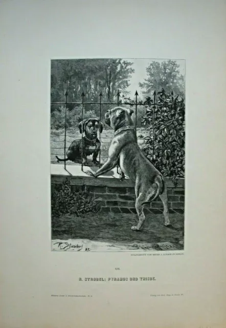 Dackel und Mops, Boxer /Dogge ? - Pyramus - Stich, Holzstich, R. Strobel 1888