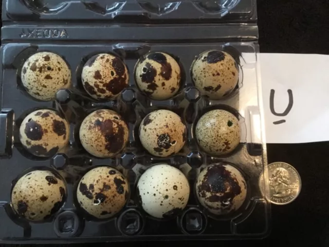 Lote de 12 huevos de codorniz de un agujero artesanías de Pascua de color natural real soplados U