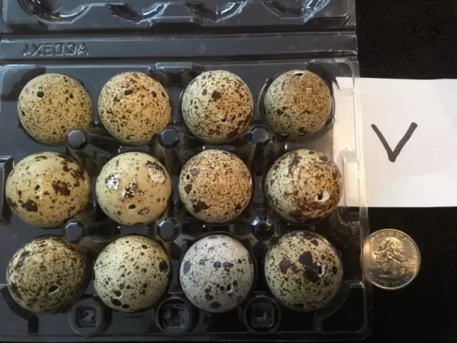 Lote de 12 huevos de codorniz de un agujero artesanías de Pascua de color natural real soplados V