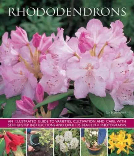 Hawthorne Lin Rhododendrons (Poche)