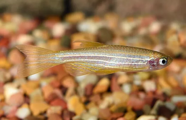 🐟12x Longfin Gold Zebra Danio - Aquatic Elegance Unleashed! 🐟 FREE SHIPPING