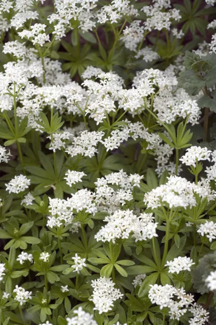 SAMEN Aus dem echten Waldmeister wird ein leckerer Sirup für Mixgetränke herge