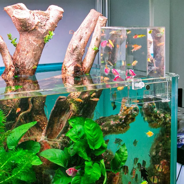 Above Water Fish Tank, Fish Elevator Inverted Aquarium, Transparent Fish Tan