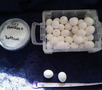Cacatúa de huevos de soplado artesanal-huevos de soplado-Envío Gratis Juego De 4