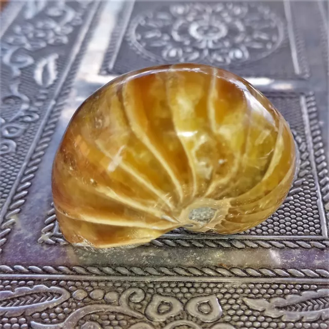 Nautilus Cymatoceras Ammonit  Ammoniten Nautilid Zen Garten Perlboot Fossil Nr E
