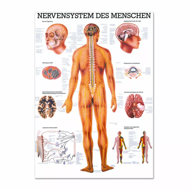 Lehrtafel "Nervensystem des Menschen" Rüdiger Anatomie | 70 x 100 cm