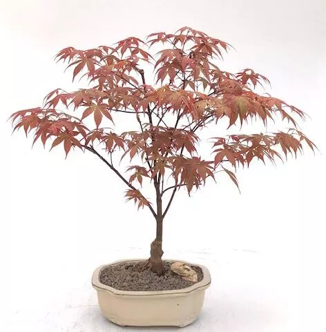 Japanese Red Maple Bonsai Tree Acer Palmatum Rhode Island Red Outdoor 15 yo 16"H